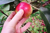 How to Make Homemade Apple Butter with Fresh Apples