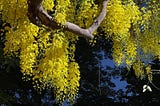 An Ode to the Amaltas