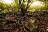 The Science of Tree Communication: Understanding the Wood Wide Web