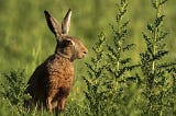 A sly looking rabbit seated next to some weeds observing something off in the distance.