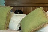 Dog peering over pillows in bed.