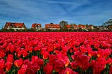 Beautiful private fields of pink tulips in Hillegom.