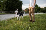 Dog Walks Near Me | No Worries Pet & Farm Sitting