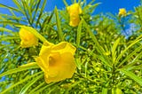 Toxic plant alert: Is yellow oleander lurking in your weight loss products?