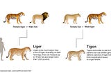 ligers