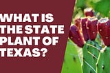 What Is The State Plant Of Texas?