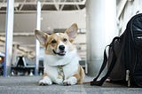 Does Allegiant Air allow Pets in Cabin?