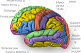 Main areas of the brain cortex