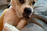 This is a picture of Hannah, looking coyly yet supremely confident at the camera, with a sideways glance with that baby bulldog mug. Wink wink, I know you can be as spectacular as I am, you just don't know it.