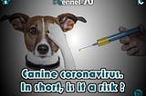 Canine coronavirus. In short, is it a risk ?