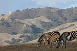 The Mysterious, Free-Roaming Zebras of Hearst Castle