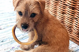 5 Tips For You and Your Dog During COVID-19