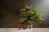 Image of a Bonsai tree on a table
