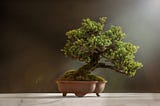 Image of a Bonsai tree on a table