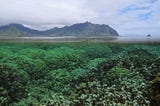 The Threatened Life Of Coral Reefs