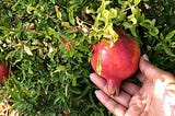 A pomegranate tree in Redding, California