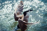 A Canada goose landing in water