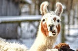 When Llamas Cluck, Will VCs Cry?