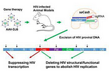 CRISPR: A hope to treat HIV