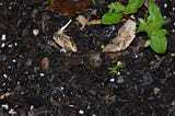 More Than Dirt: Enrichment Lies Within