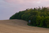 A field of harvested plant material alongside a green forest.