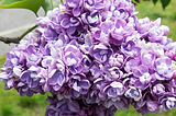 The Scoop on 34 ALMOST-Perfect Shrubs for Central and Western Ohio
