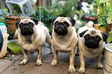 Three pug dogs, looking up, probably at their master.