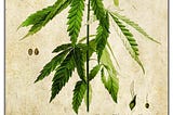 Marijuana, Menopause, and Me