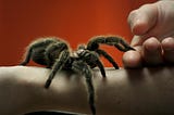 The Way I Overcame My Fear of Spiders | Rationalize, Scrutinize, Empathize