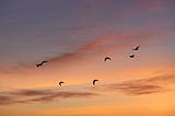 A flock of birds flying at sunset.