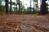 A worm eye’s view with the ground focused and the trees in the background blurred