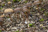 Unveiling the Power of Mycoremediation: Harnessing Mushrooms to Cleanse Contaminated Environments