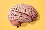 Do Big Brains Make Us Smart?