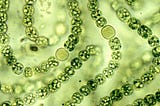 The brief story of Cyanobacteria