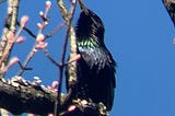 Common Grackle — Headless Now — Lyrical Prose — Moca McCarty Photo