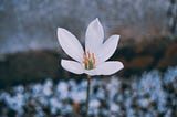 Flower in sand