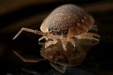 Bed Bugs Bothered Neanderthals Too