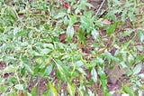 Autumn readiness in the vegetable garden