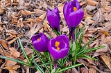 picture of four bright purple  crocuses