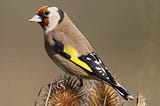 Goldfinch