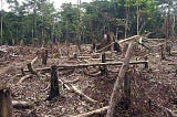Destruction of Forest :