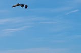 Photo of a seagull flying high in a light blue sky with wispy clouds.