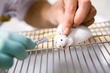 What Lives and Dies: Animal Testing