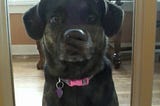 My Dog’s Letter To Me From Doggy Jail