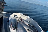 The Salmon Fishing Current blog: summer and fall 2025 edition