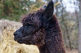 Basic Alpaca Color Genetics