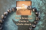A Whale Shark, a Bracelet, and a Story That Came Full Circle