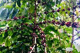 How to Find Your Perfect Cup of Coffee: A Comprehensive Guide to Understanding Coffee from Farm to…