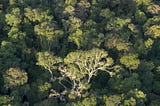 The silence — and promise — of intact forests