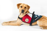 Can a Hotel Refuse a Service Dog?